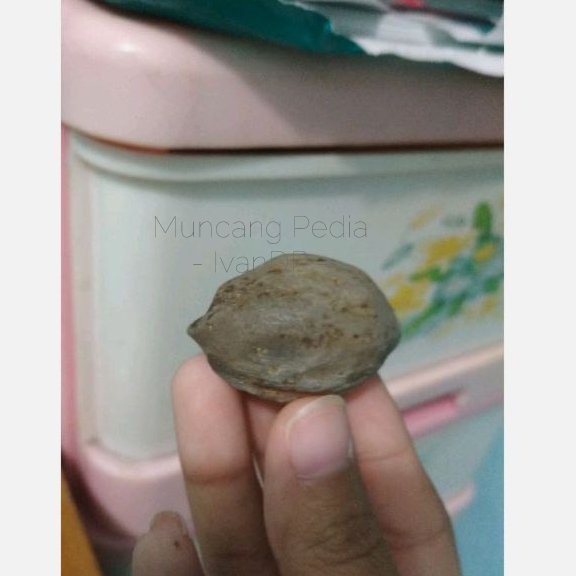 Muncang Adu /Kemiri Marjudi MuncangPedia IvanDP