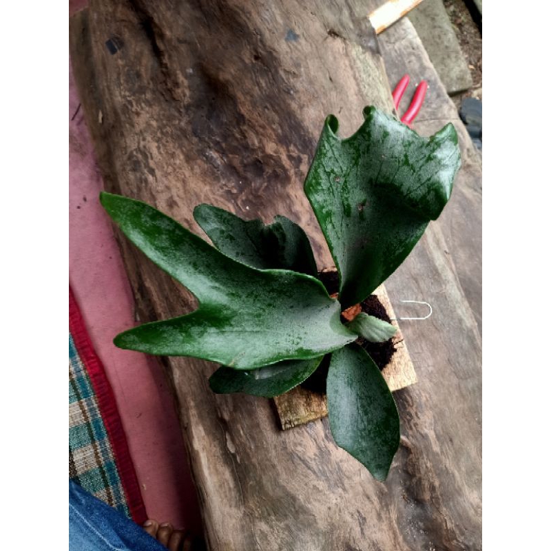 platycerium fullmoon