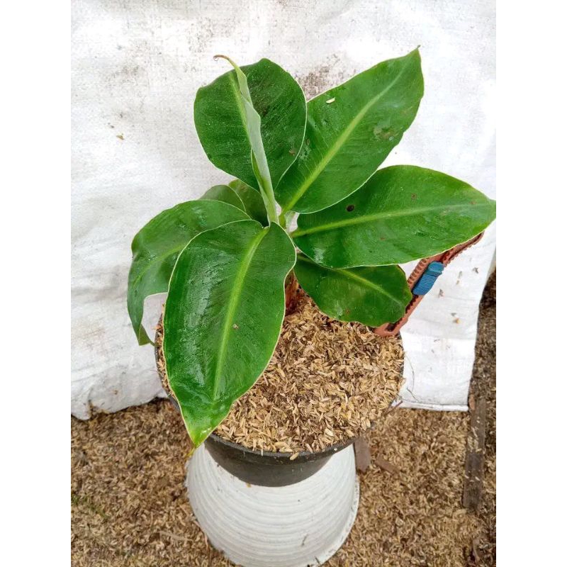 Bibit Pisang Mini Brazil Original