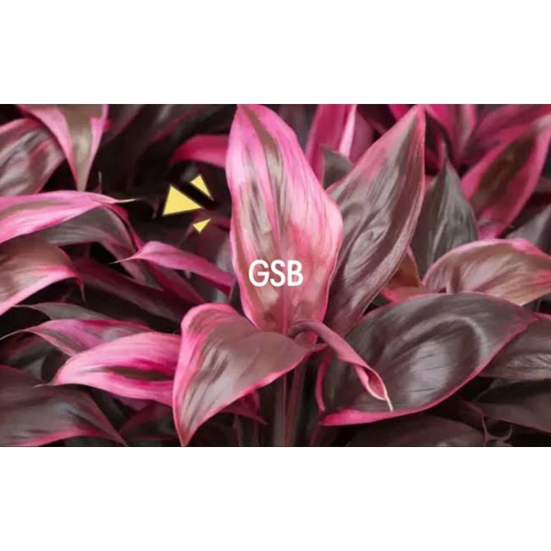 

Daun andong merah daun hanjuang merah isi 20 lembar pilihan