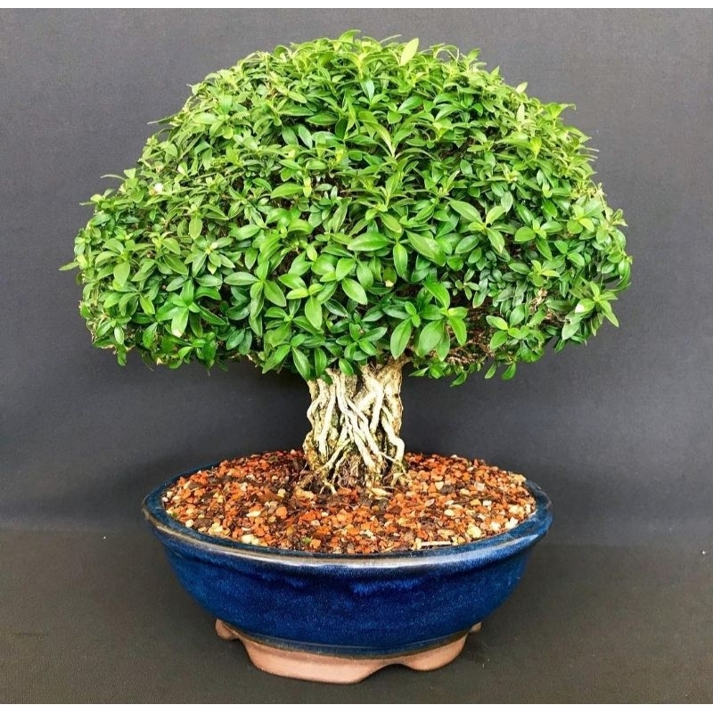 Bonsai SERIBU BINTANG MACRO Serisa Chinesa || PICT KARAKTER BROOM BESAR PLUS POT BONSAI UNIK CANTIK