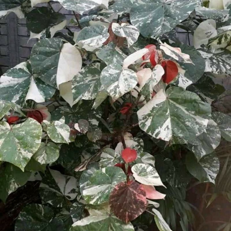 bonsai waru varigata