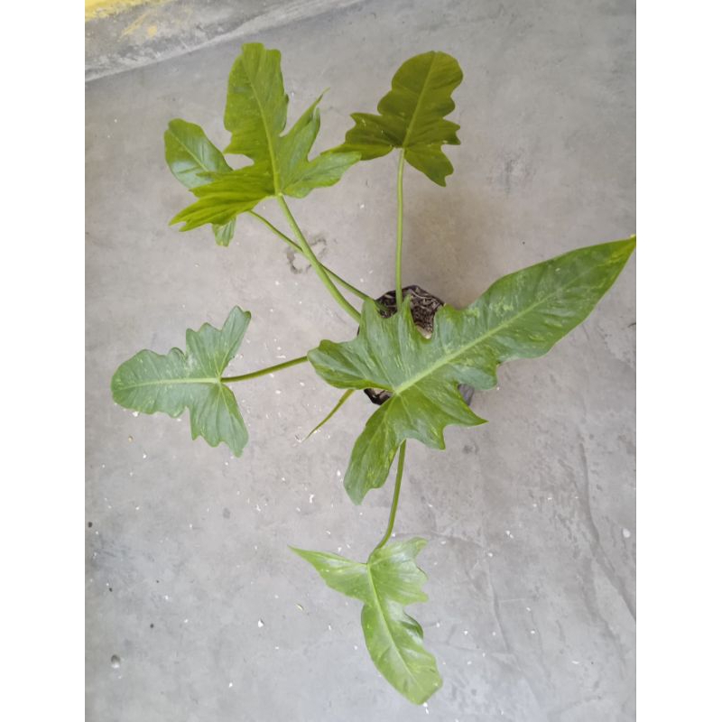 (COD) PHILODENDRON DRAGON VARIGATA