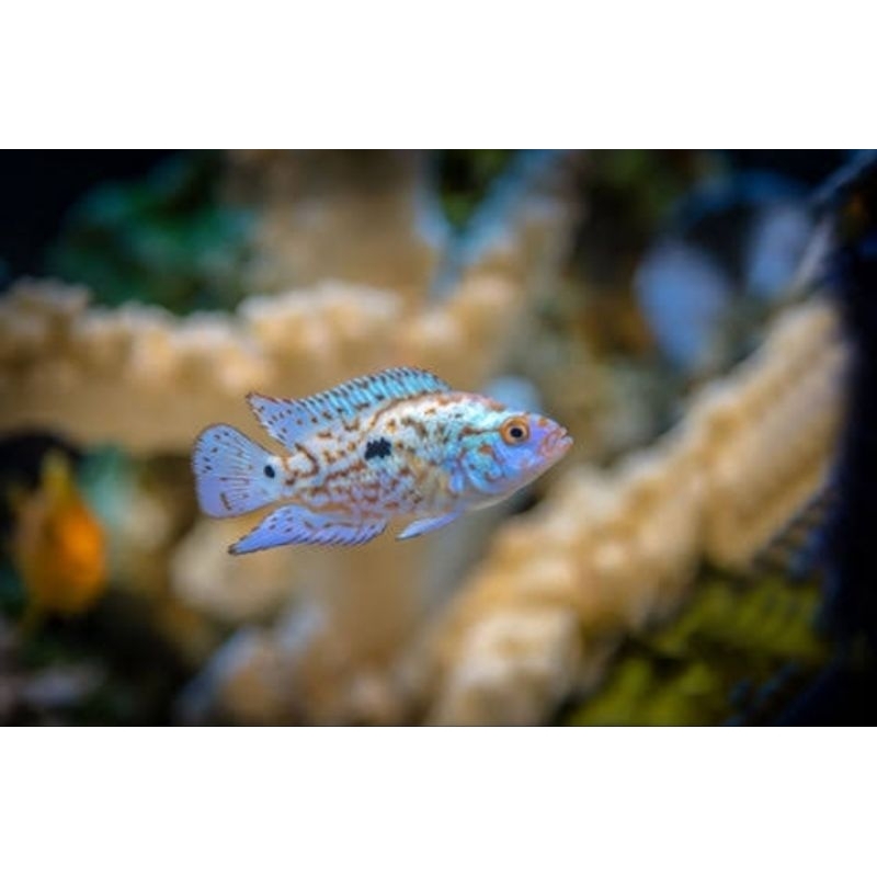 hiasan akuarium - ebjd - aquascape