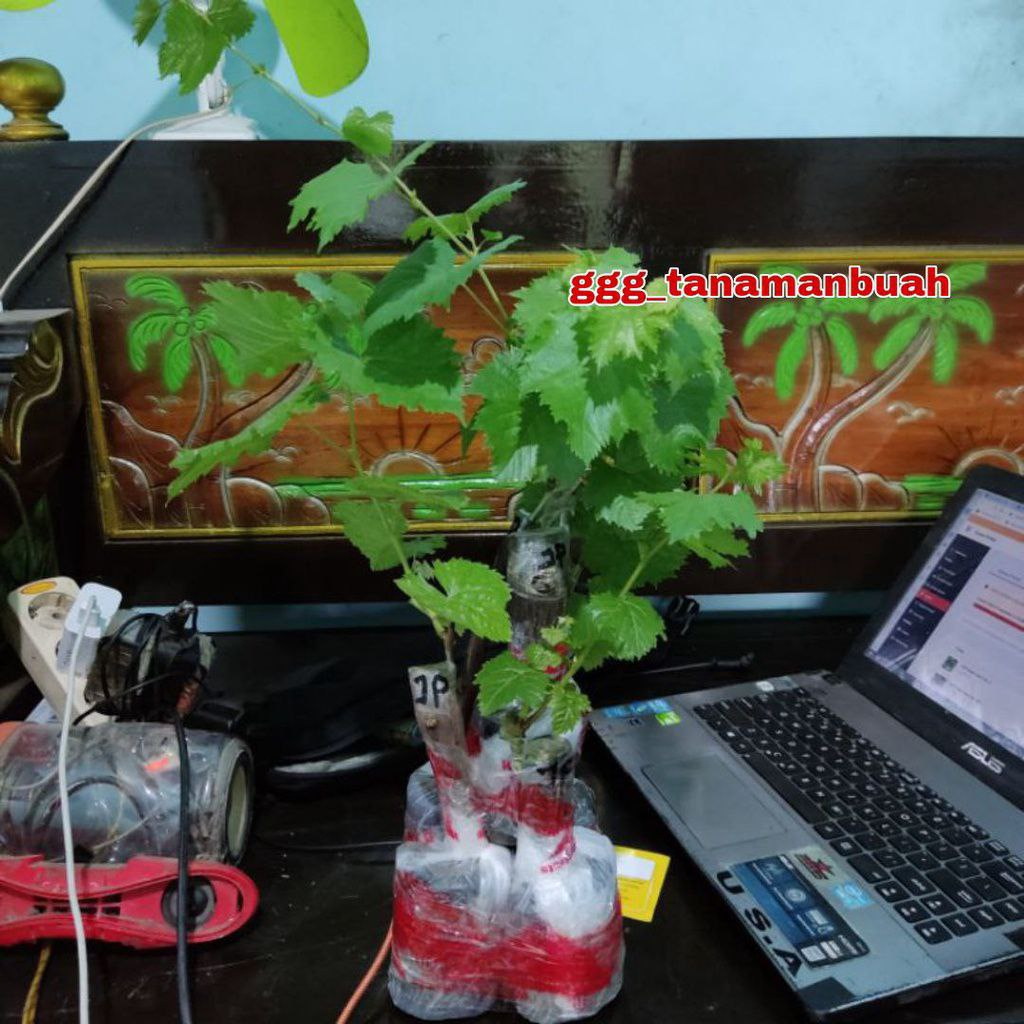 Bibit Anggur ARA 15 Import Hasil Grafting Asli Cepat Berbuah