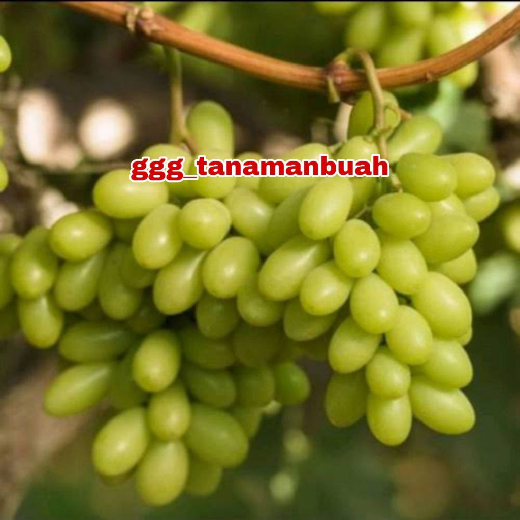 Bibit Anggur ARA 15 Import Hasil Grafting Asli Cepat Berbuah