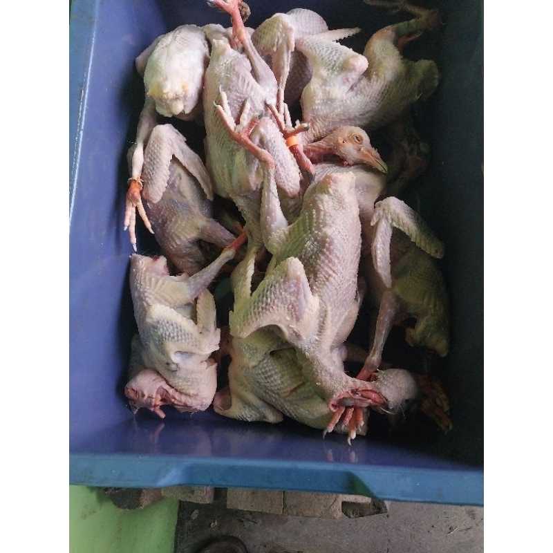 

daging burung dara/merpati per ekor