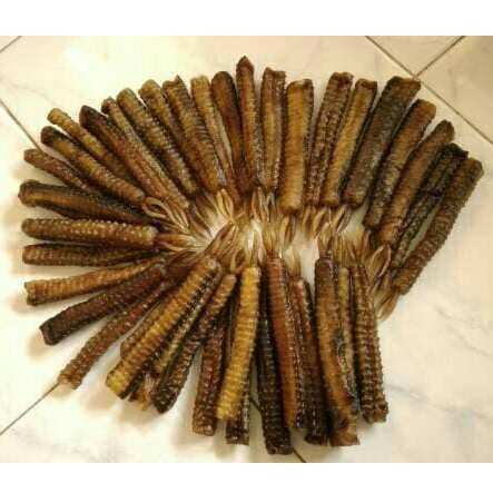 TANGKUR BUAYA ASLI KALIMANTAN