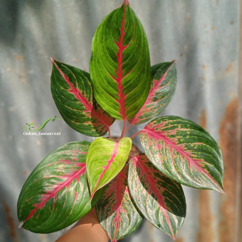 tanaman hias aglonema red borju.(size dewasa )