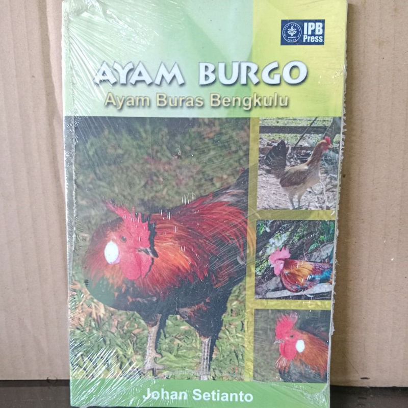 Ayam Burgo, AyamBuras Bengkulu