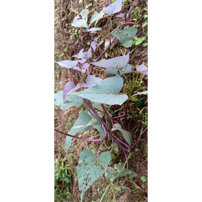 Bibit ubi jalar ungu/bibit ubi ungu/ubi jalar ungu