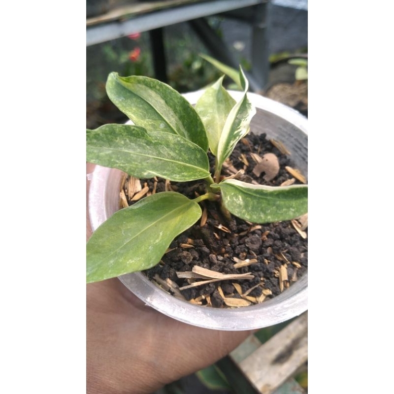 GC VAR PUTIH..GELATIK