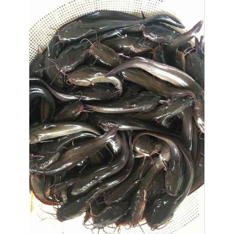 

Ikan Sembilang Segar Ikan Sembilang Harian 1Kg