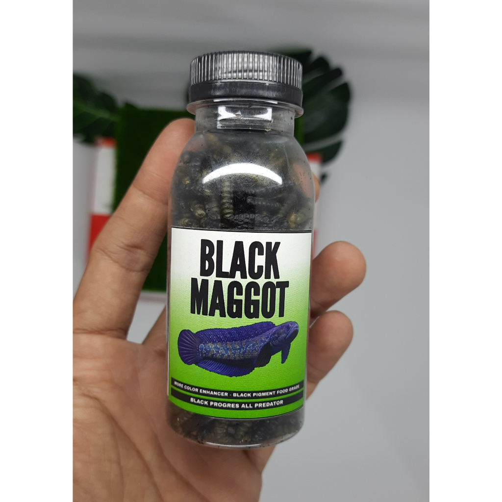 Black Maggot Untuk Asiatica ws / Maru Kemasan Botol 100ml