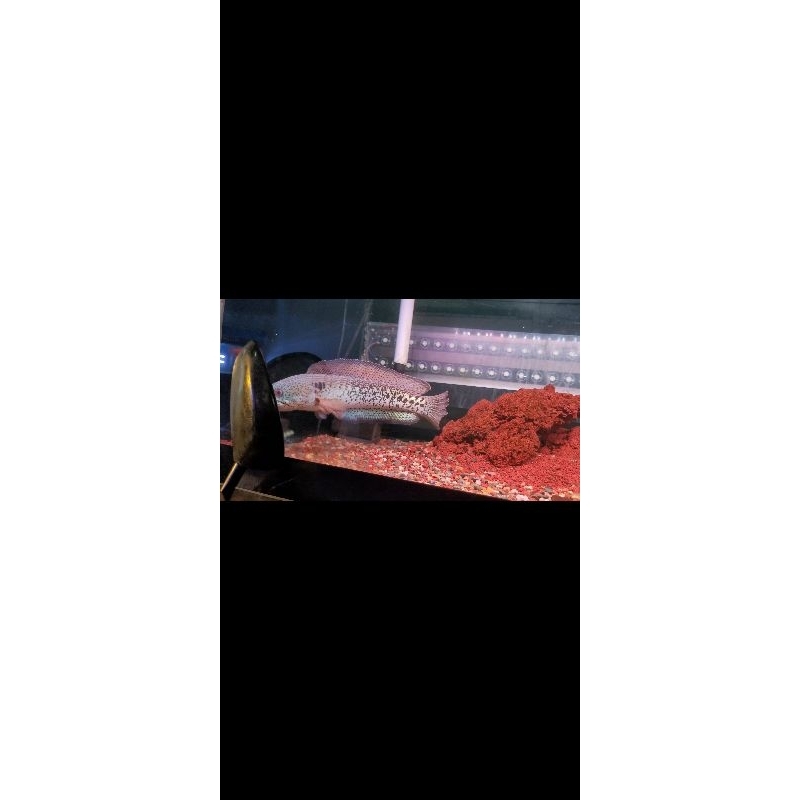 CHANA BARCA UNIK SEMI SHORT BODY 100% ORIGINAL 25CM