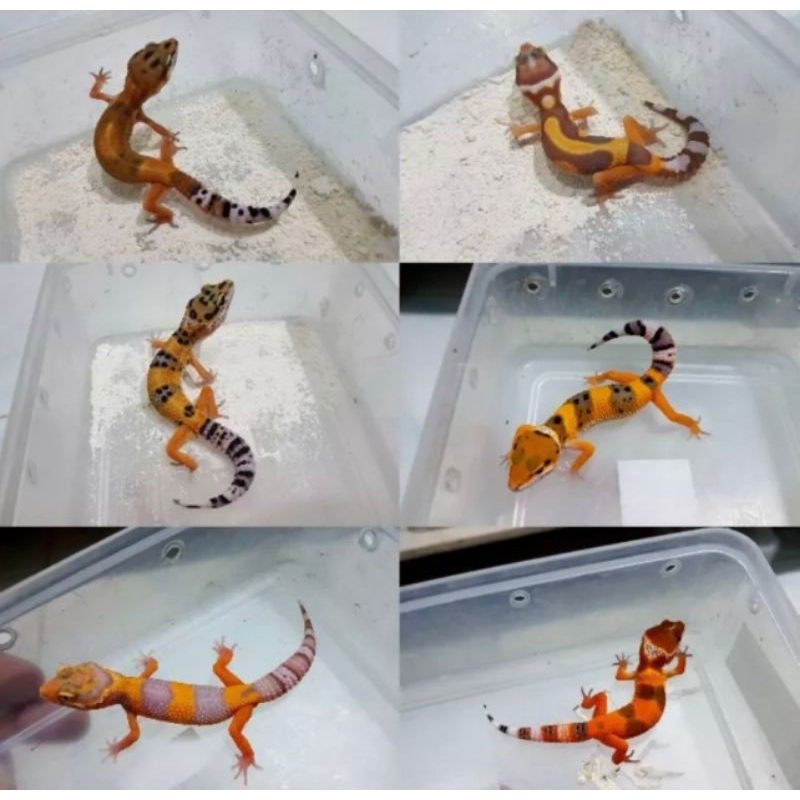 GECKO LEOPARD - Leopard Gecko Tokek Hias Reptil Lucu Jinak UK KECIL Morph RANDOM GRATIS DOLOMIT