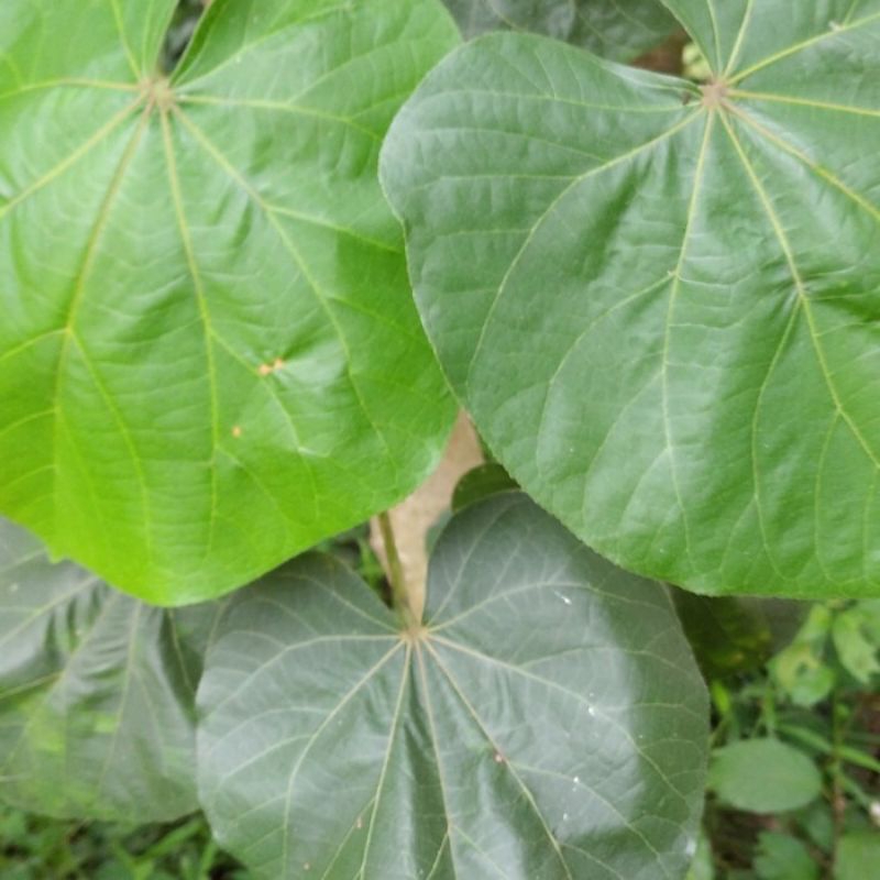 

DAUN WARU SEGAR 500gram