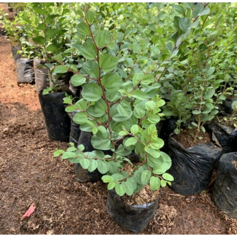 Tanaman Bidara arab asli - pohon Bidara tinggi 30-45 cm