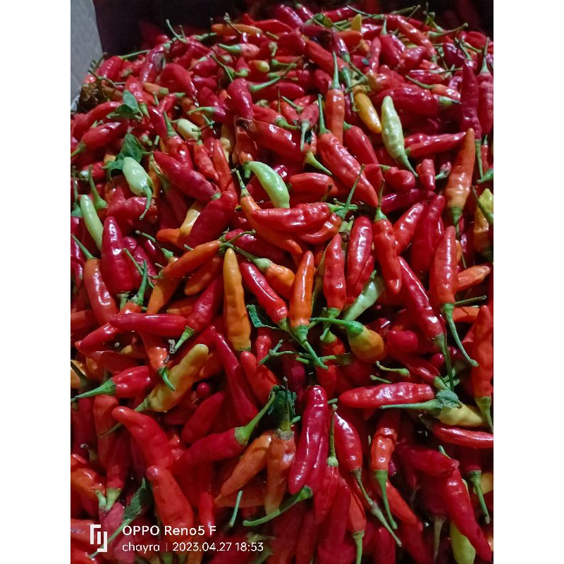 

cabe rawit fresh berat 800g