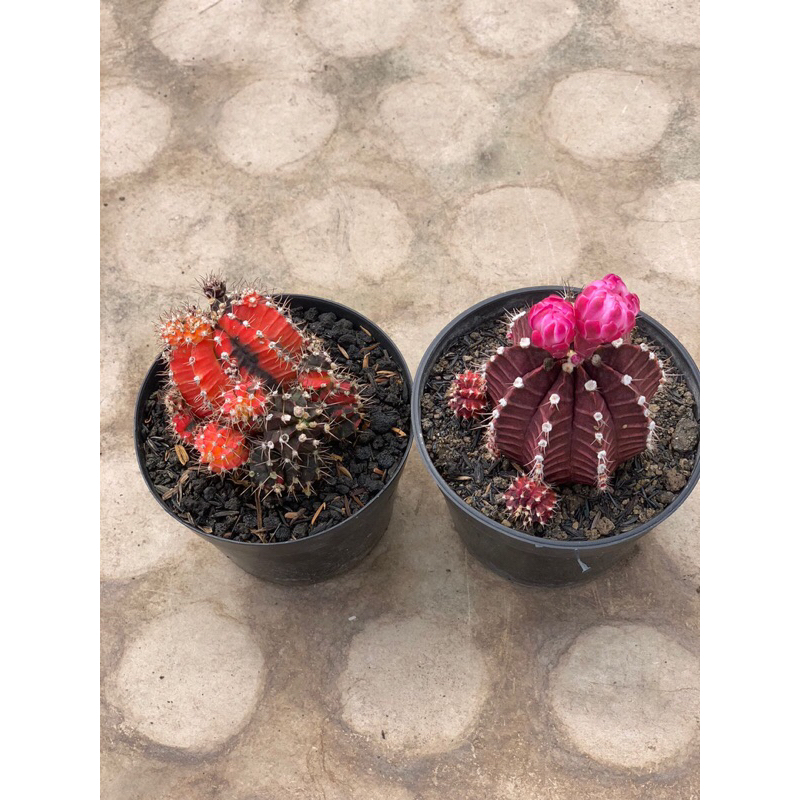 pket gymno ownroot