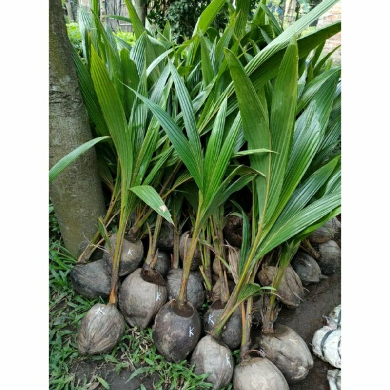 bibit kelapa hibrida super genjah