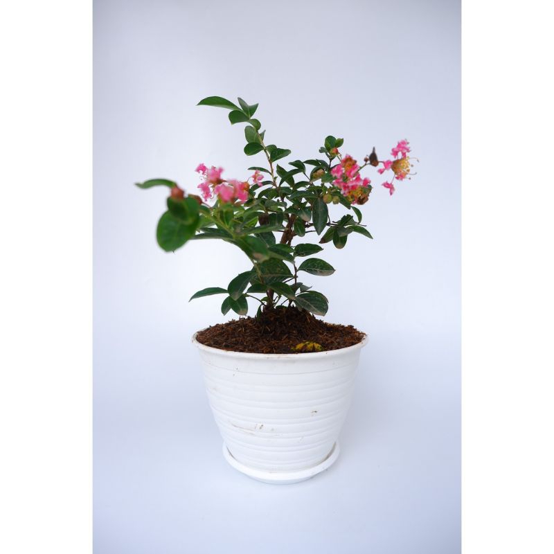Tanaman Hias Bunga Sakura Pink / Sakura Lokal