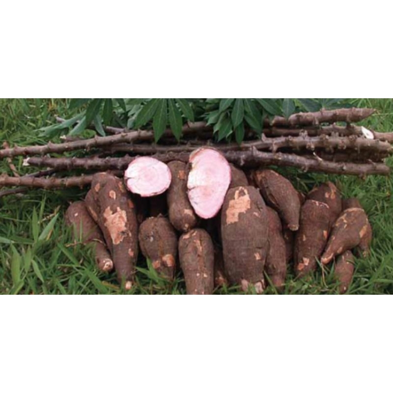 

ubi kayu mumpur