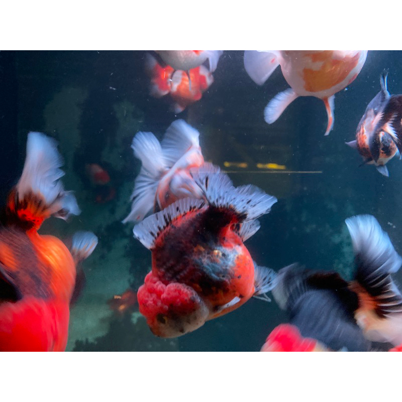 koki oranda bagong