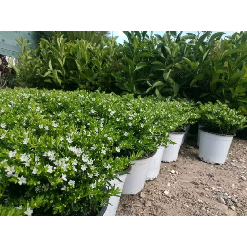 Cod Paket 3 Pohon Tanaman Hias Taiwan Beauty Hyssopifolia Cuphea Outdoor Tanaman Seribu Bintang Bung