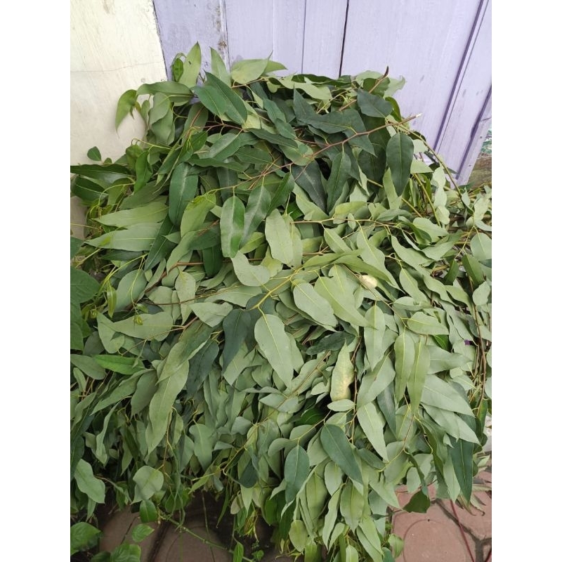 Daun Eucalyptus | Daun Ecoprint