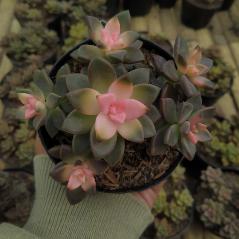 Sukulen Sedum Bronze Pucuk Putih / Mutasi Semprotan