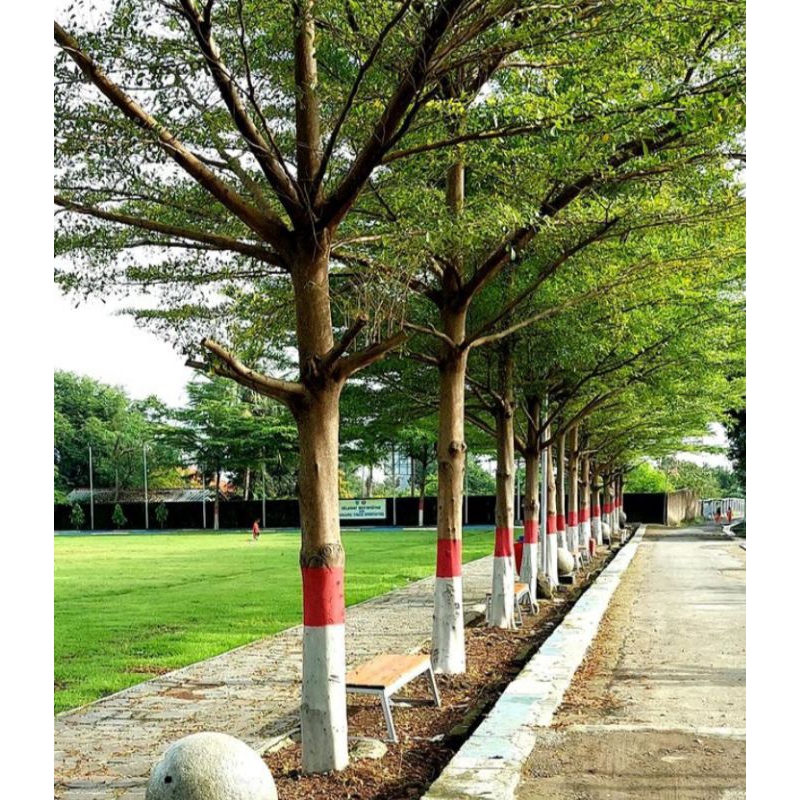 Ketapang Kencana Ukuran +-2.5 Meter batang besar daun rimbun (Karung akar jangan dilepas)