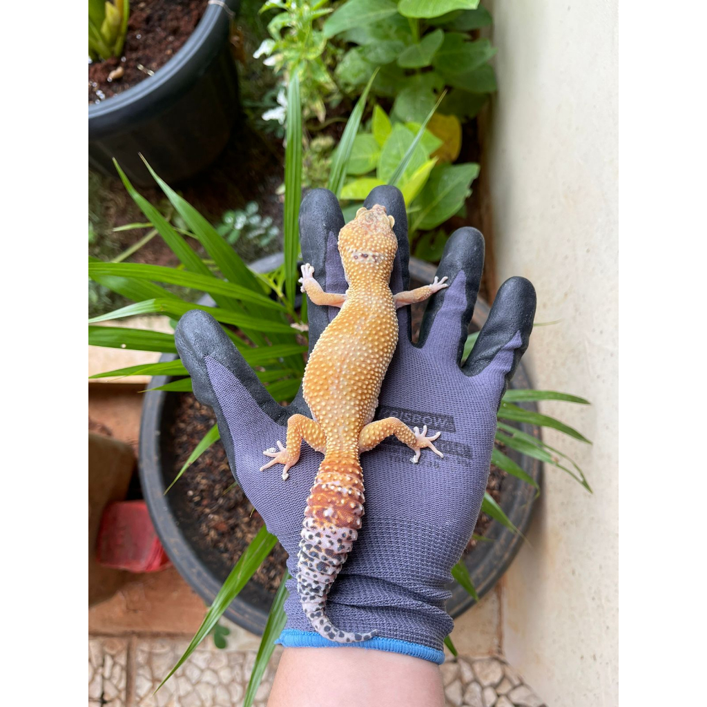 MAINAN - VIP GECKO LEOPARD GECKO GIANT FEMALE ADULT OVULASI SESUAI FOTO
