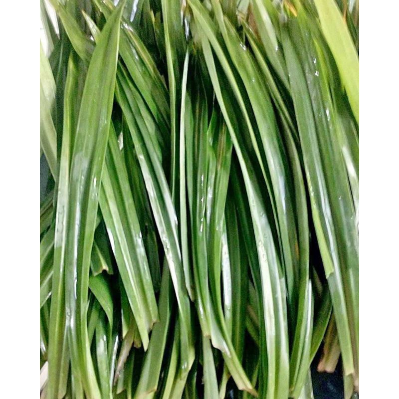 

pandan wangi ( daun )