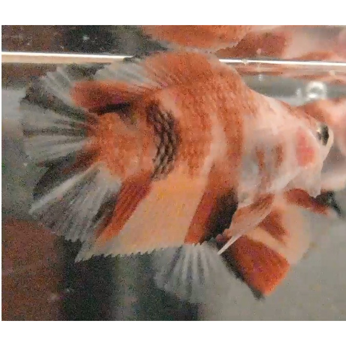 Ikan Cupang PKDT Plakat Double Tail Nemo Multy Male Anakan PKDT07