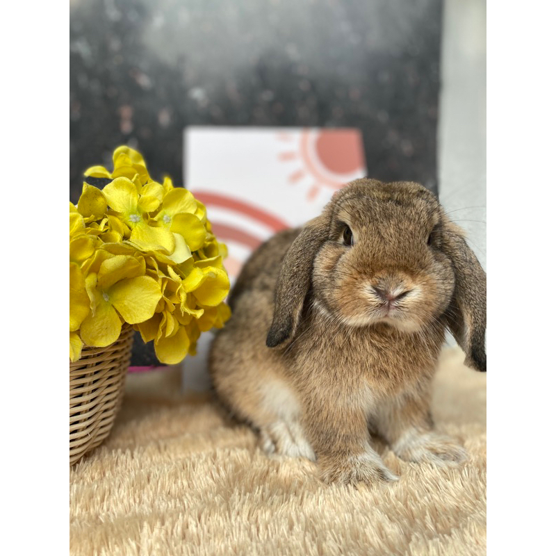 Kelinci Holland Lop Junior Jantan Chesnut Roo