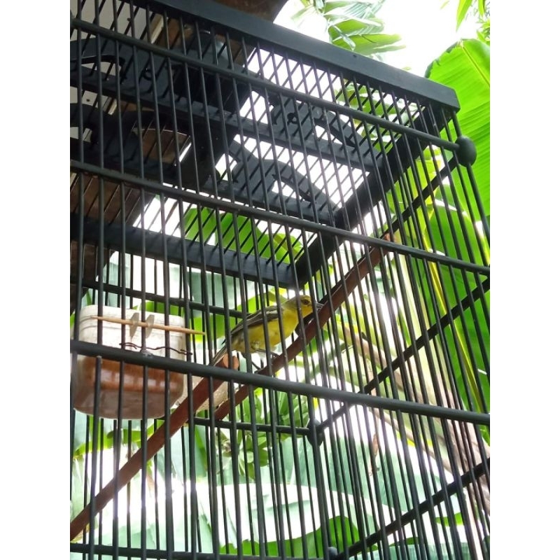Burung Cipo / Sirtu / Cipow Jantan Anteng Purtotal Hrg net