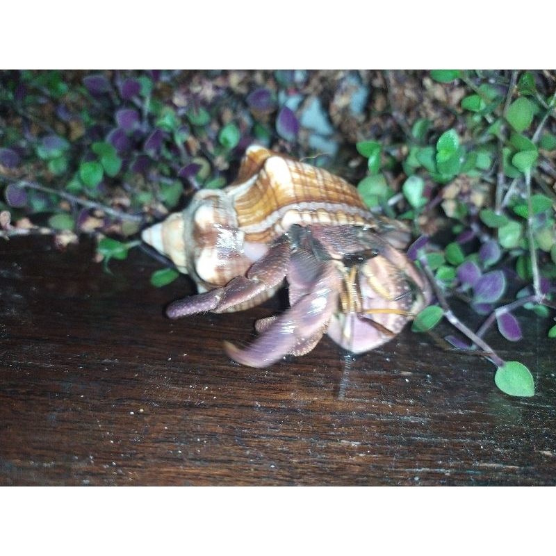 Mainan edukatif Paket 4 Ekor Brevi size L unisex