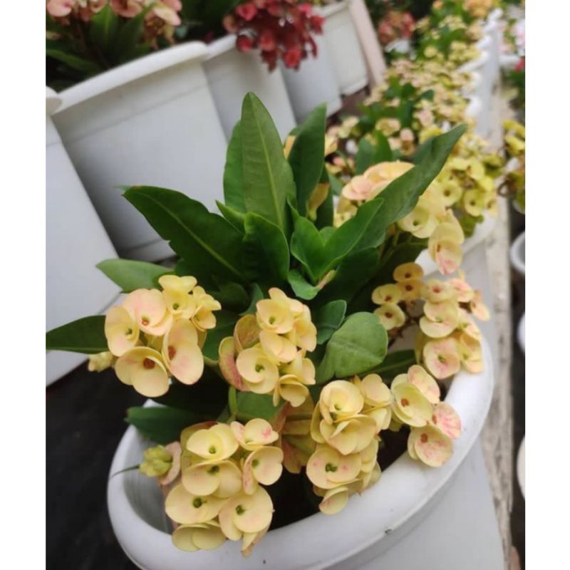 TANAMAN HIAS EUPHORBIA // KUNING