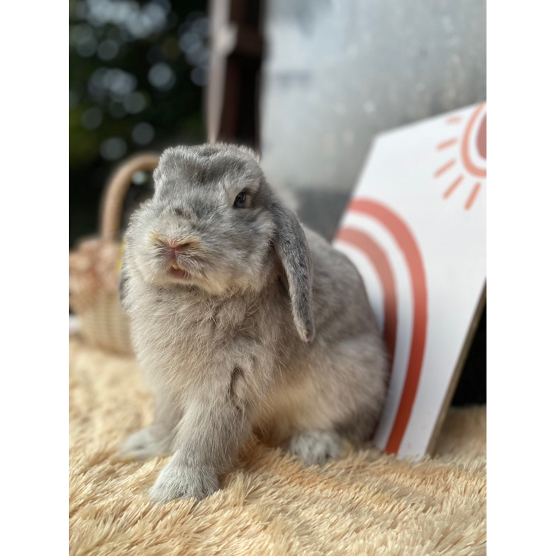 Kelinci Holland Lop Indukan Chinchilla Mata Biru Alva