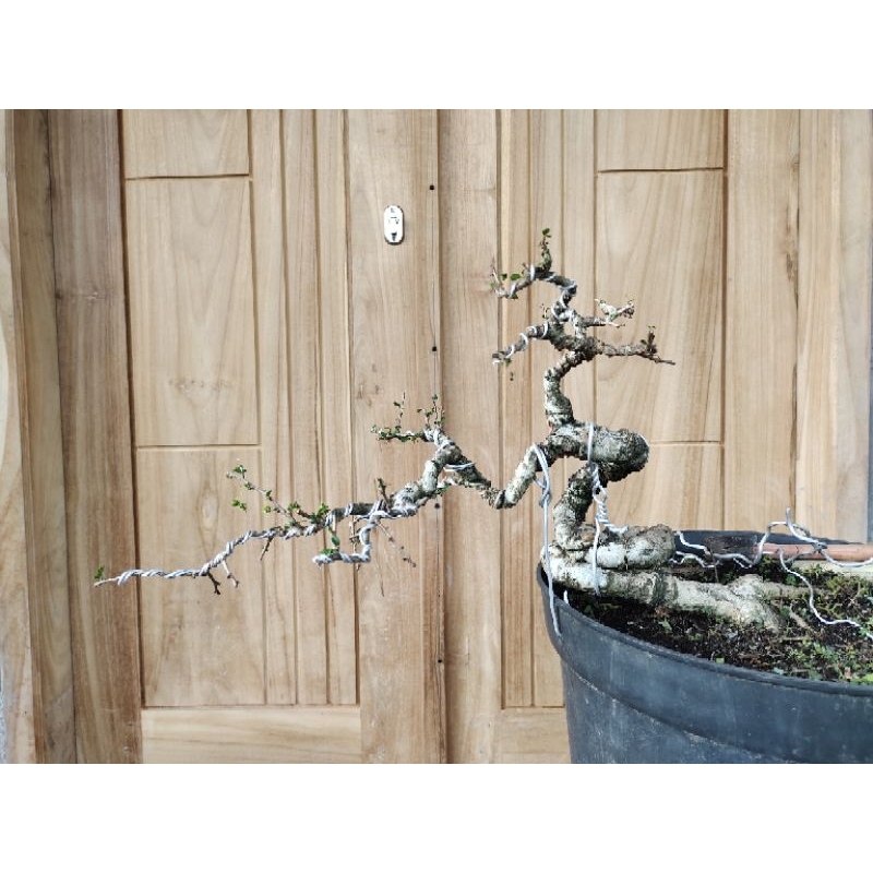 bonsai hokianti micro program exstrem