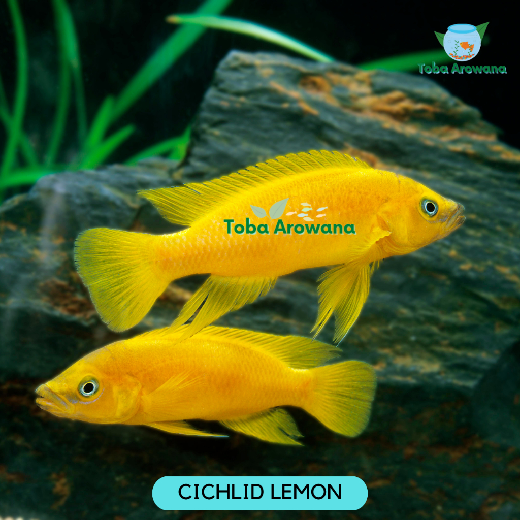 Cichlid Lemon Ikan Hias Siklit Hiasan Aquarium Teman Parrot Cana Oscar