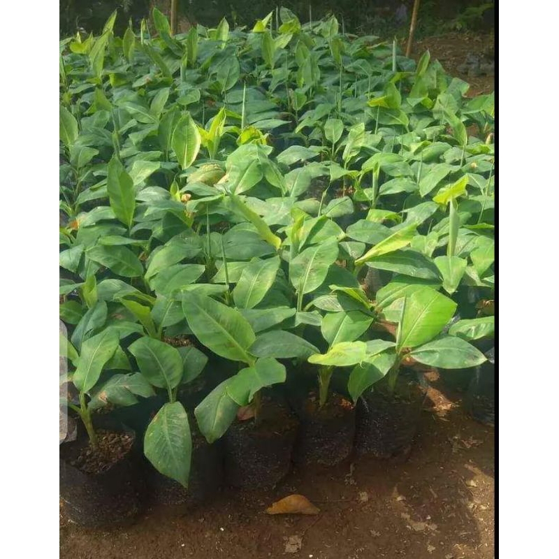 Bibit pisang Ambon warangan