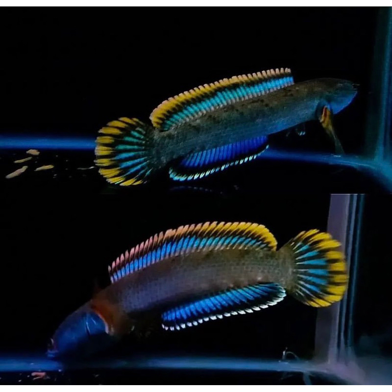 Limbata pegunungan asli, 8-13 cm, bahan rim kuning