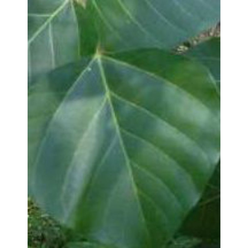 

(100gr) daun pohon dadap serep