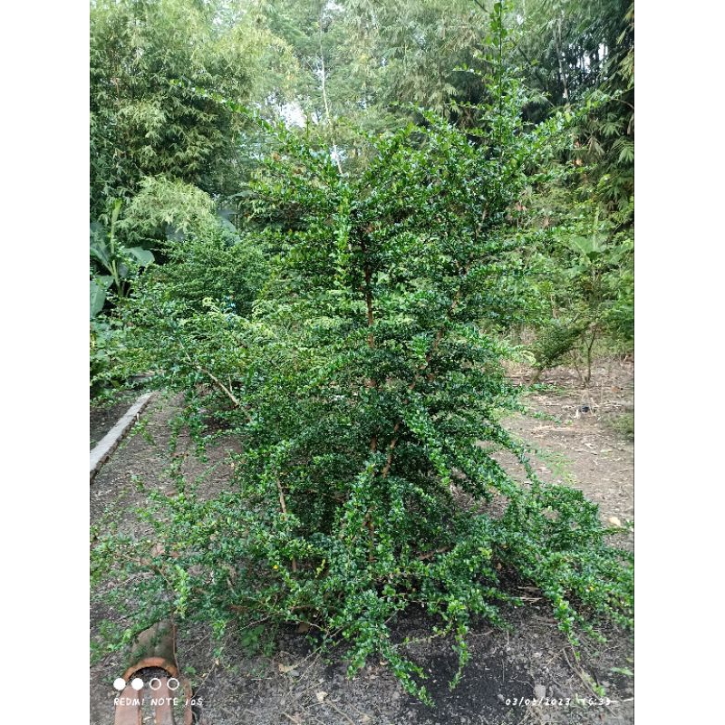 Bahan Bonsai Hokiantea bunga stek batang