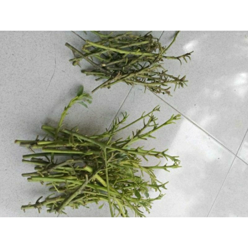 Entres Batang Segar Alpukat Lamb Hass Avocado