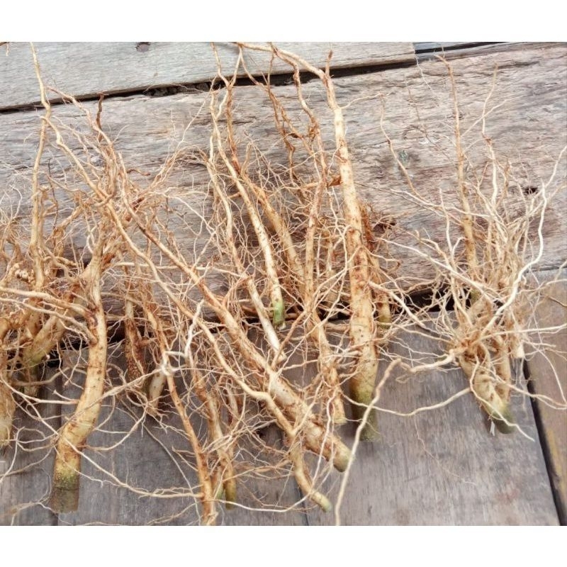 

Akar sidagori segar Baru petik 500 grm