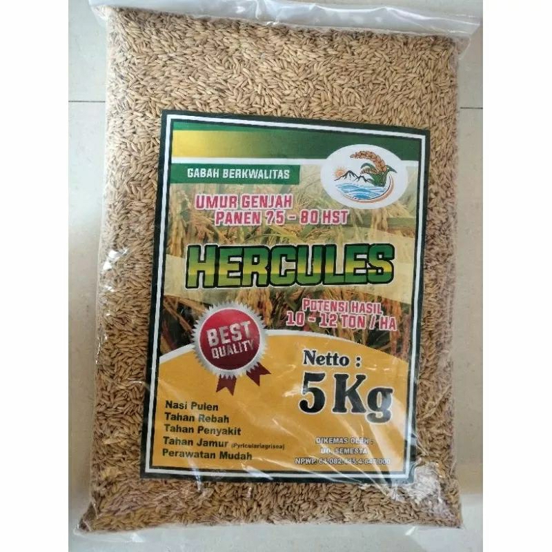 benih padi umur pendek HERCULES 02 (GHG) bobot 5 kg
