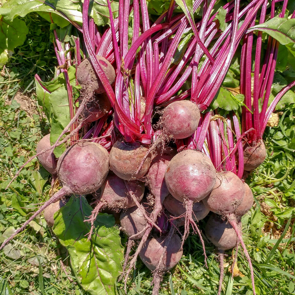 Benih Bibit Biji - Beetroot Detroit Dark Red Buah Bit Beet Merah Tua Manis Seeds - IMPORT